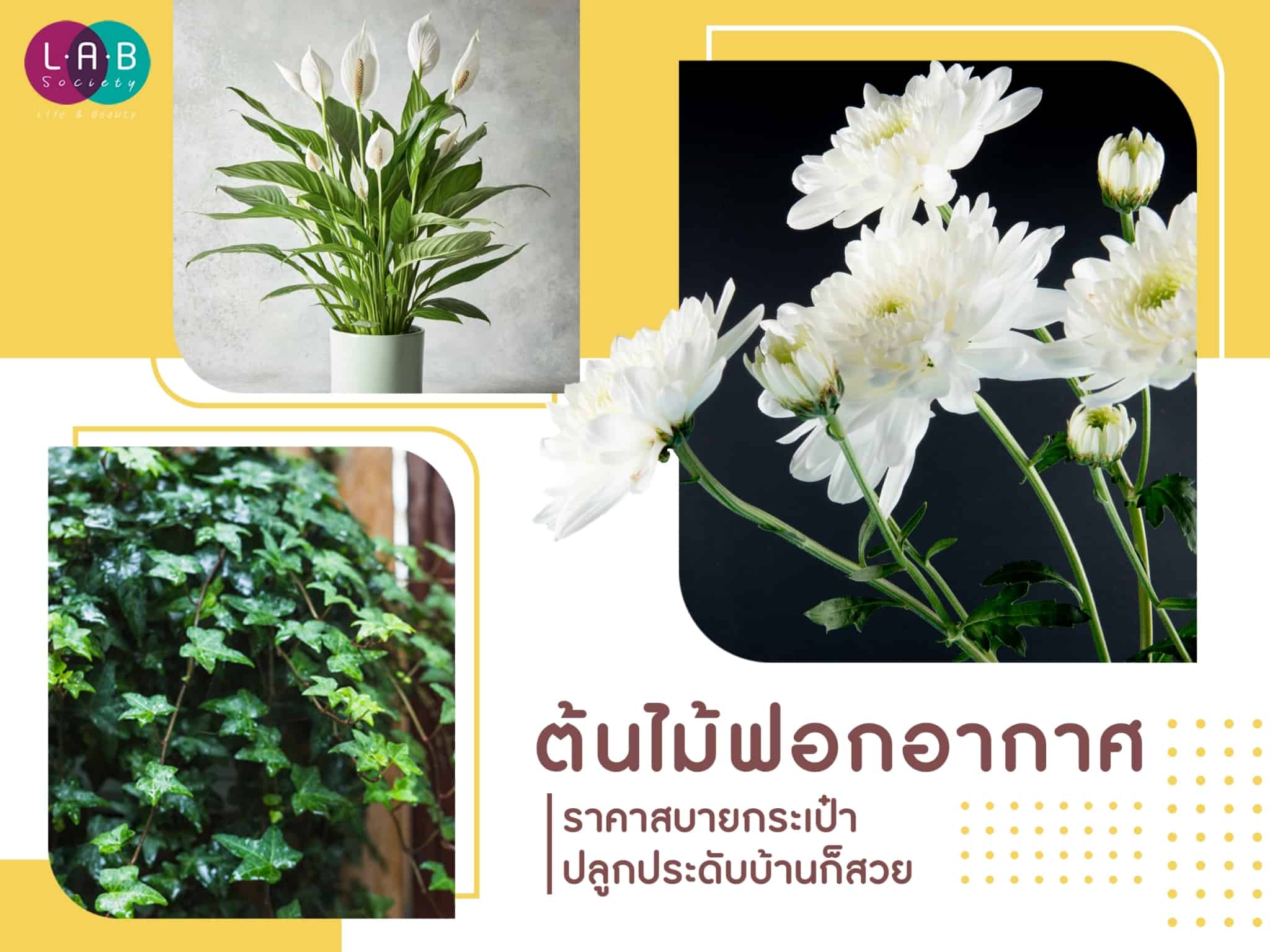 ต้นไม้ฟอกอากาศ ราคาสบายกระเป๋า ปลูกประดับบ้านก็สวย