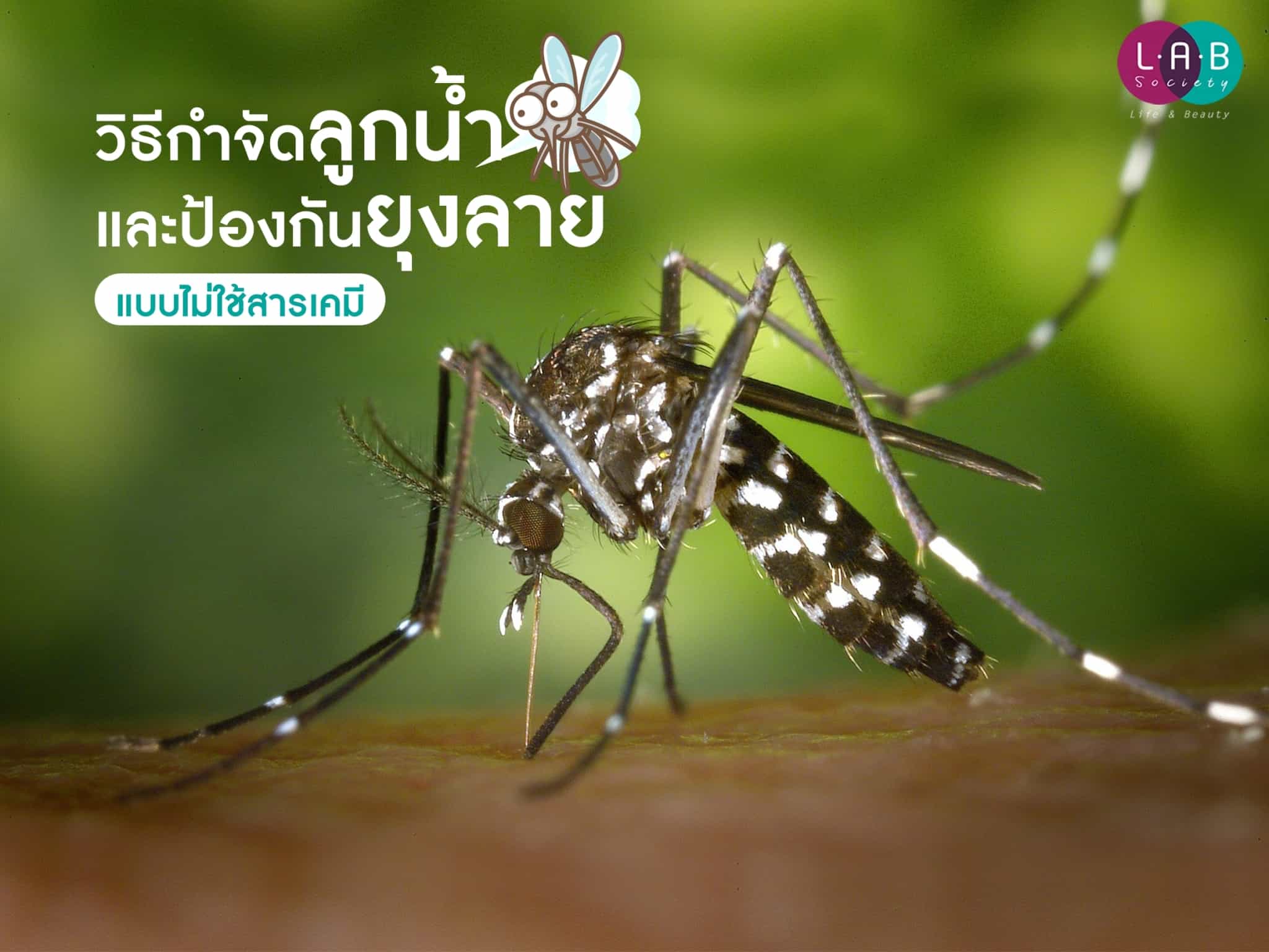 วิธีกำจัดลูกน้ำ และป้องกันยุงลายแบบไม่ใช้สารเคมี