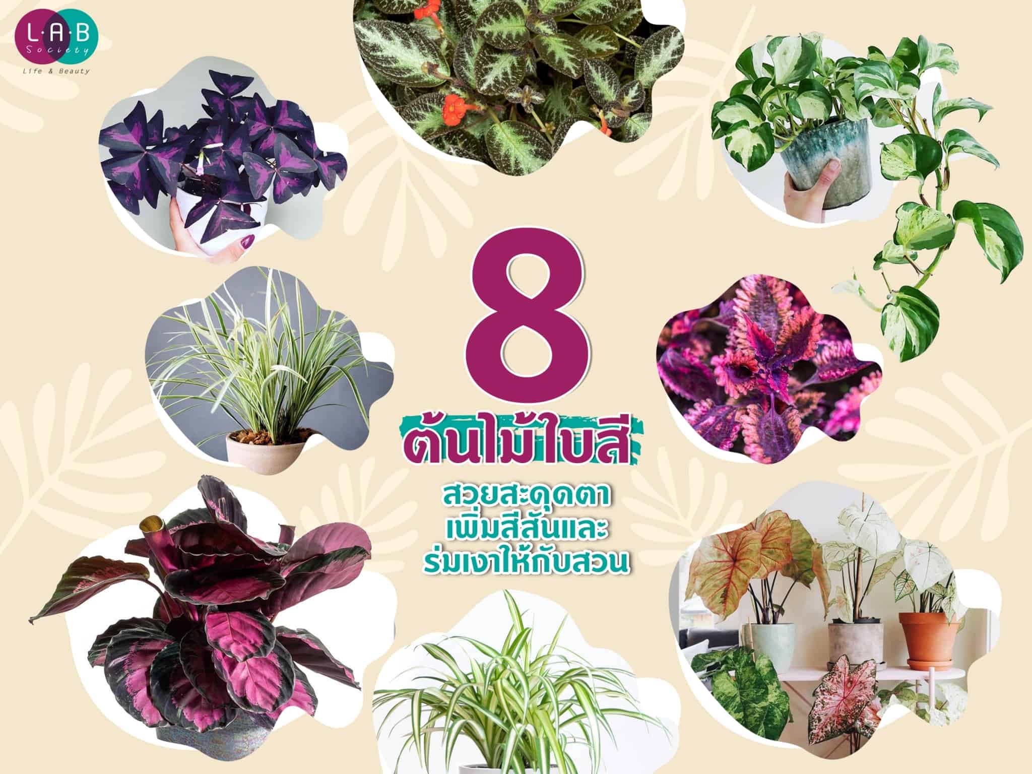 8 ต้นไม้ใบสี สวยสะดุดตา เพิ่มสีสันและร่มเงาให้กับสวน